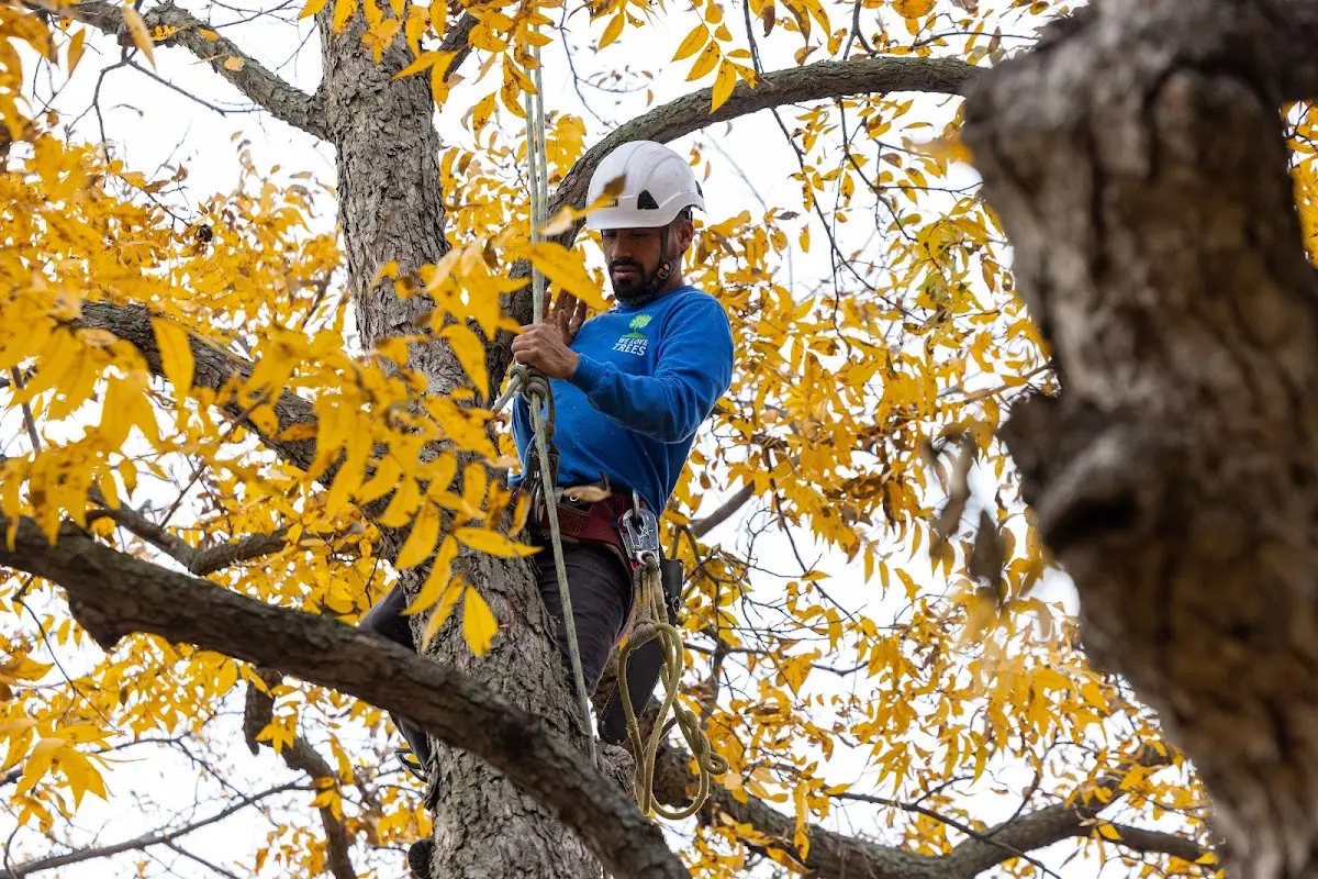 Skilled Tree Transplanting crew working in Dale